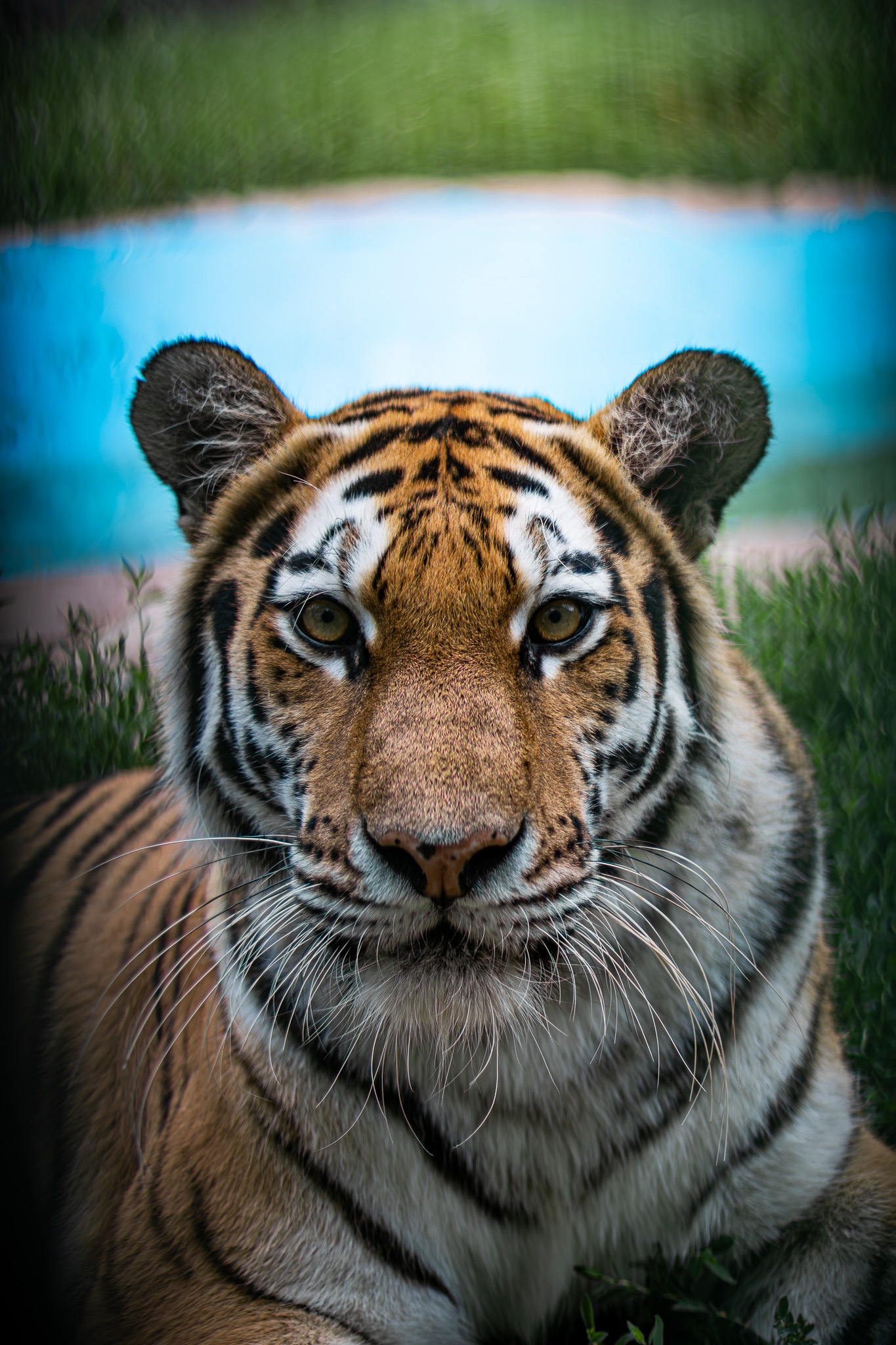 A close up portrait of a tiger staring in the camera