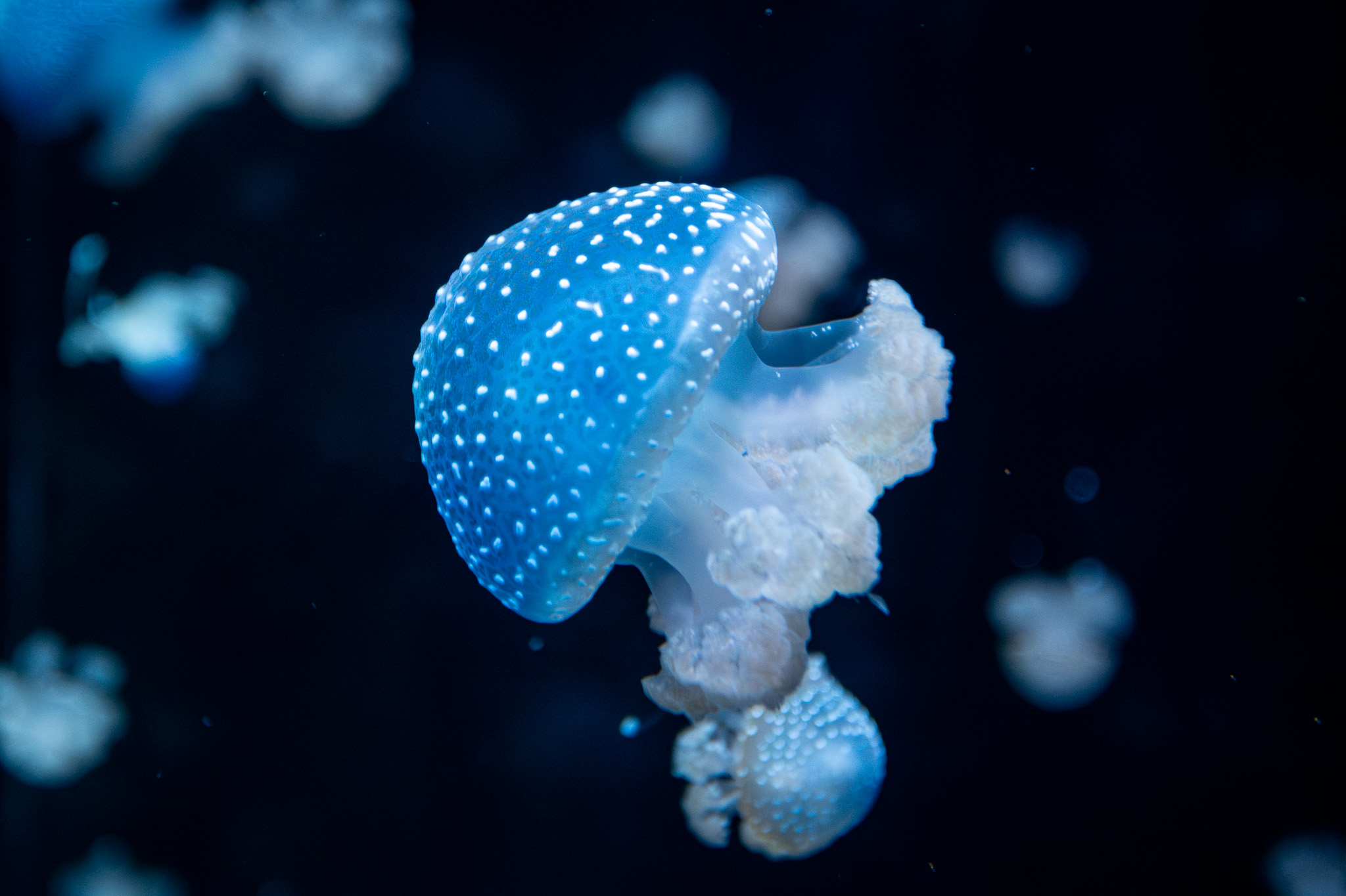 A small jellyfish swimming in a dark tank with many more in the background