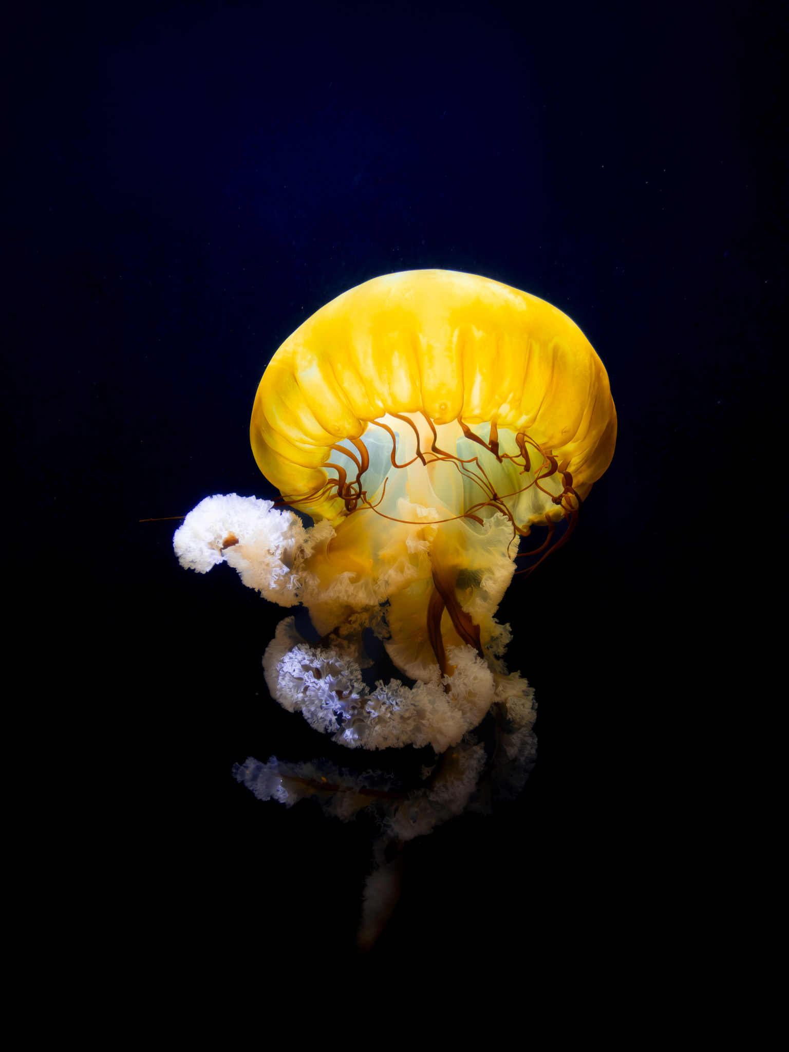 A cinematic shot of an orange jellyfish on a black background