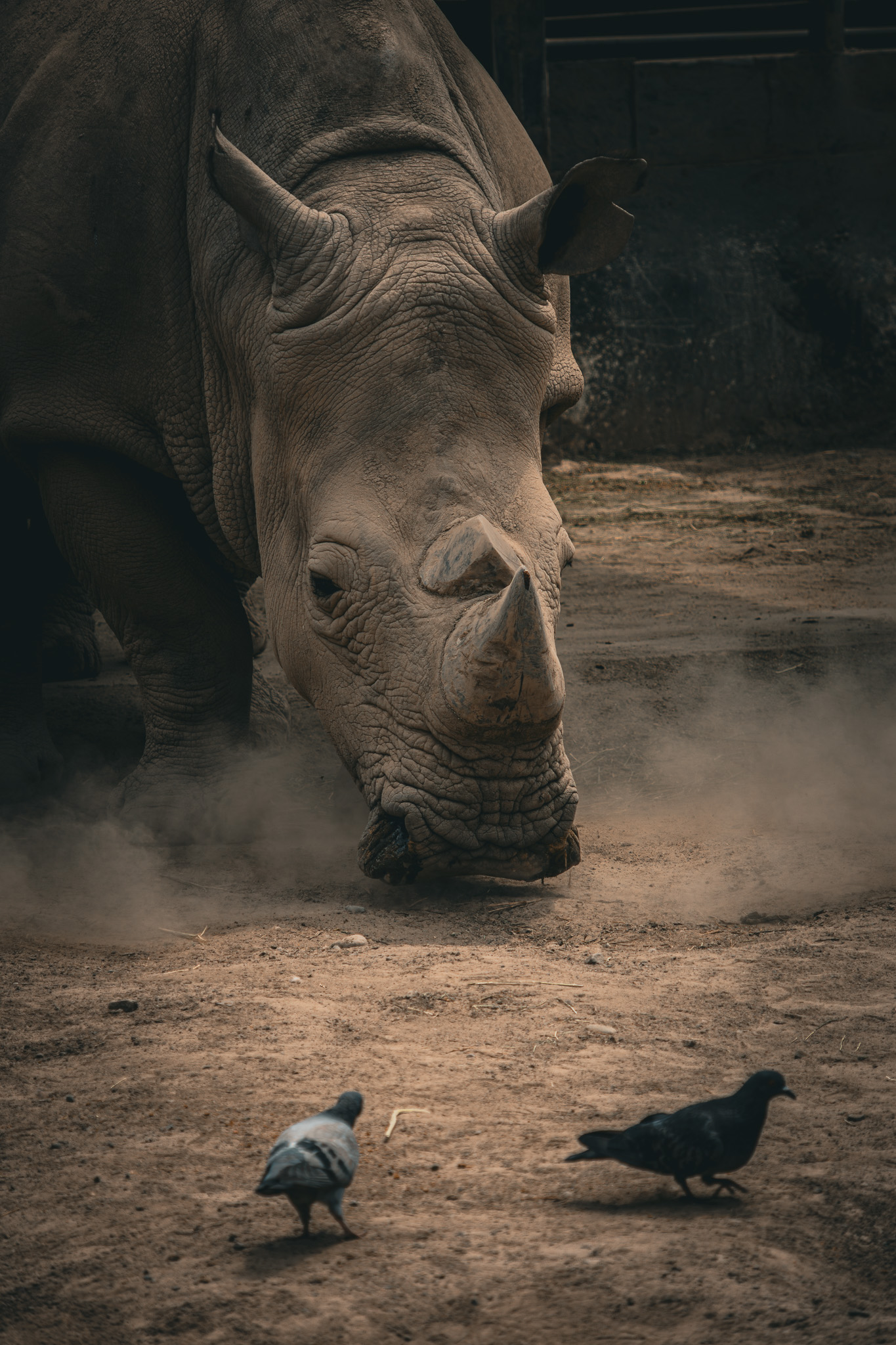 A rhino exhaling kicking up dust while two birds look at him